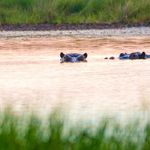 Hippo pool in the Okavango Delta